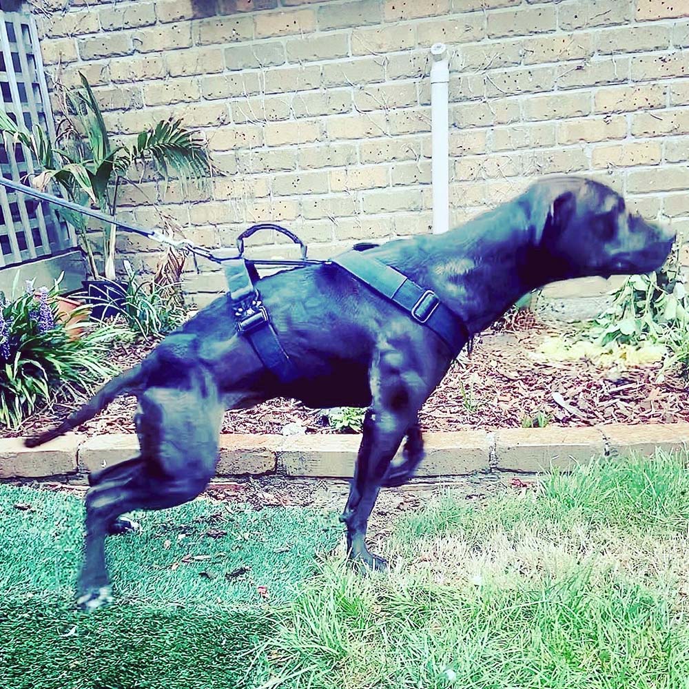DuraDog Black Slip on Tri Harness !! Pickup Only, no delivery !!