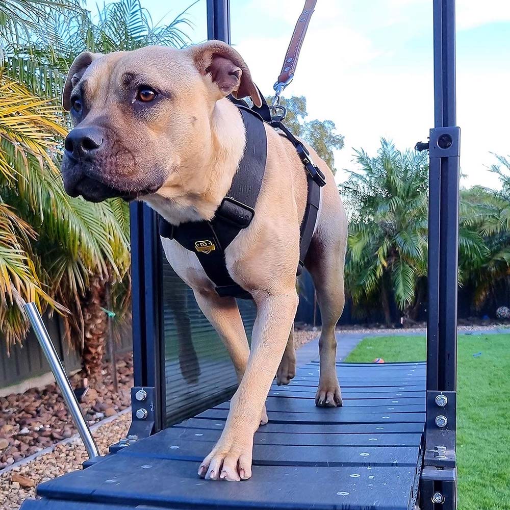DuraDog Black Slip on Tri Harness !! Pickup Only, no delivery !!