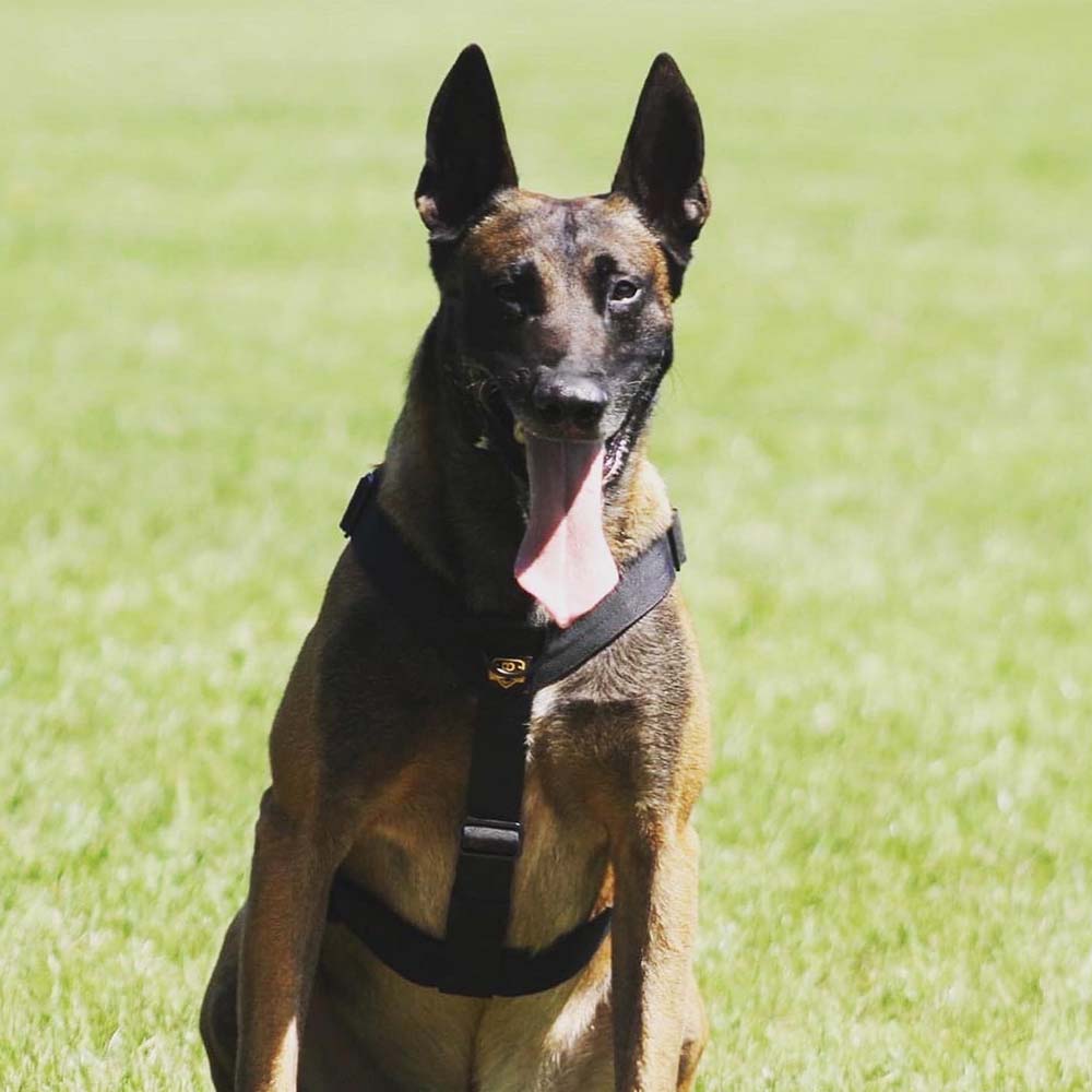 DuraDog Black Slip on Tri Harness !! Pickup Only, no delivery !!