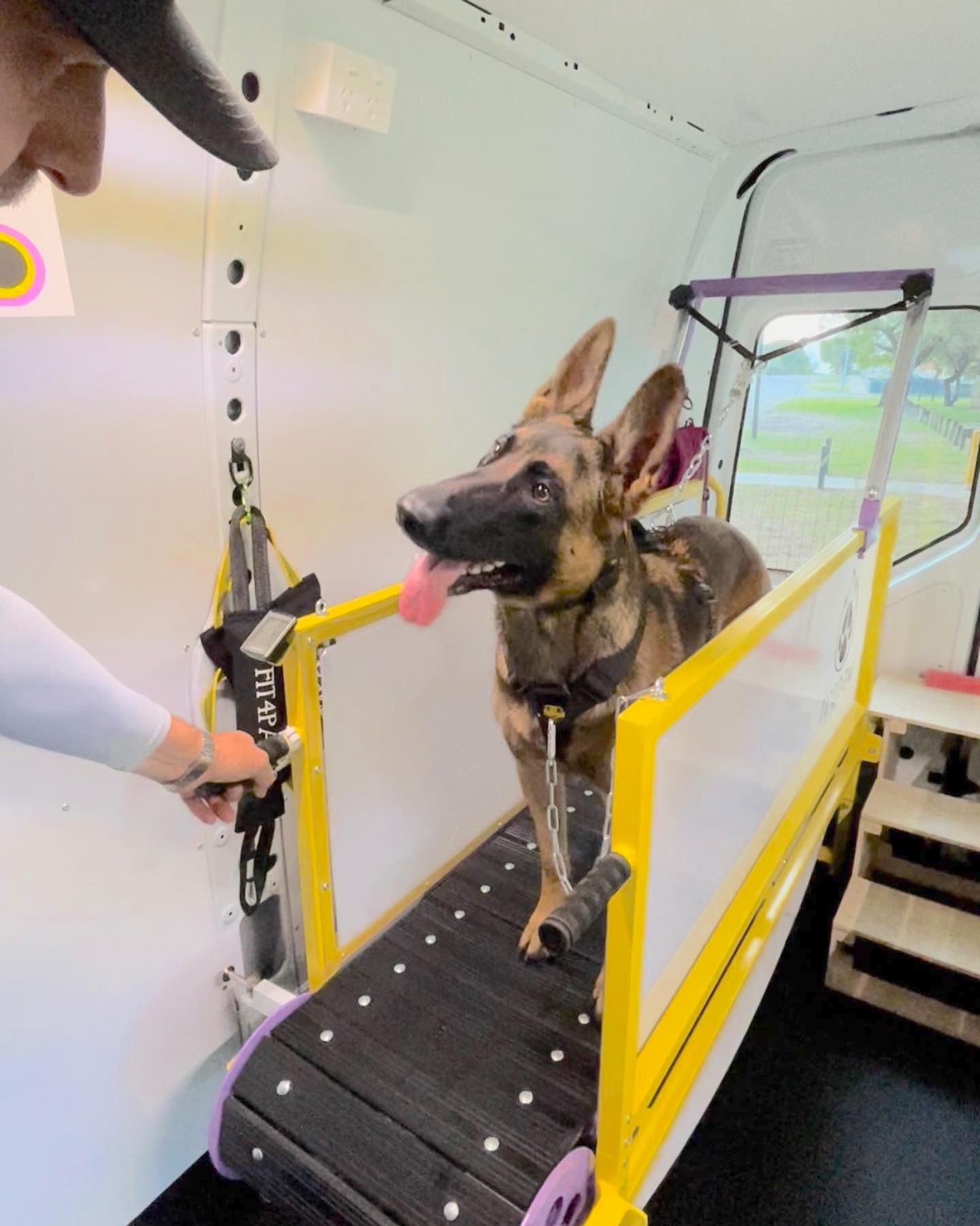 **Package Deal** 5x 30min Paws on Mills Sessions