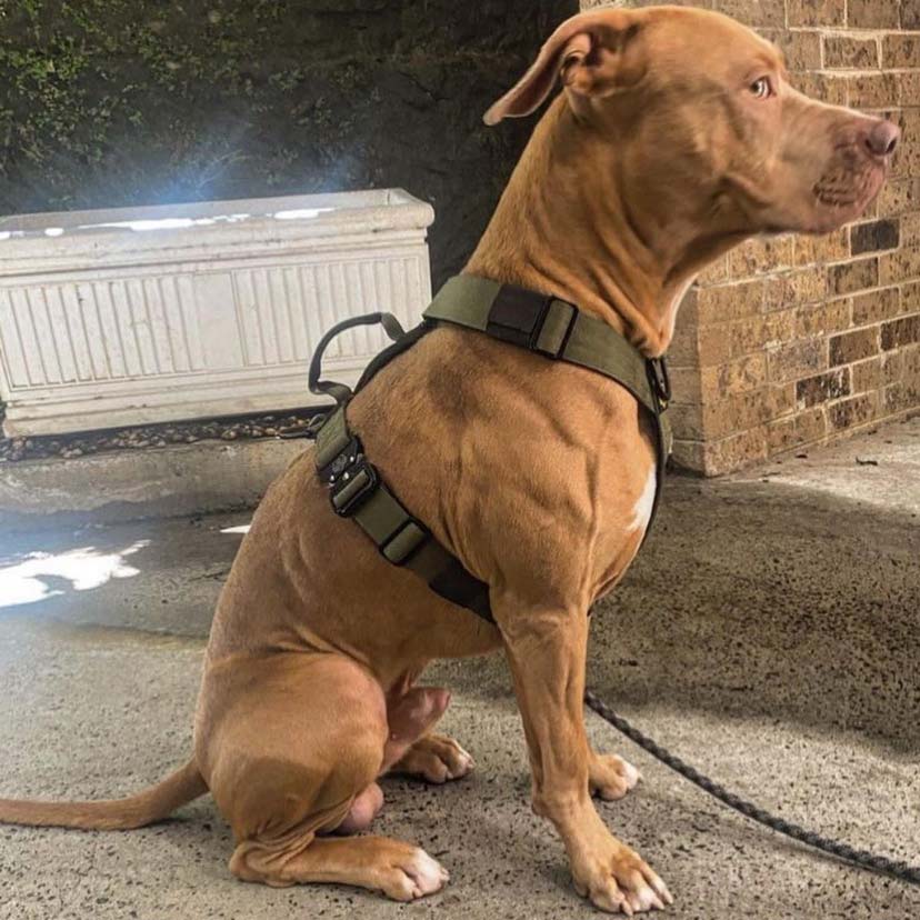 DuraDog Green Slip on Tri Harness !! Pickup Only, no delivery !!