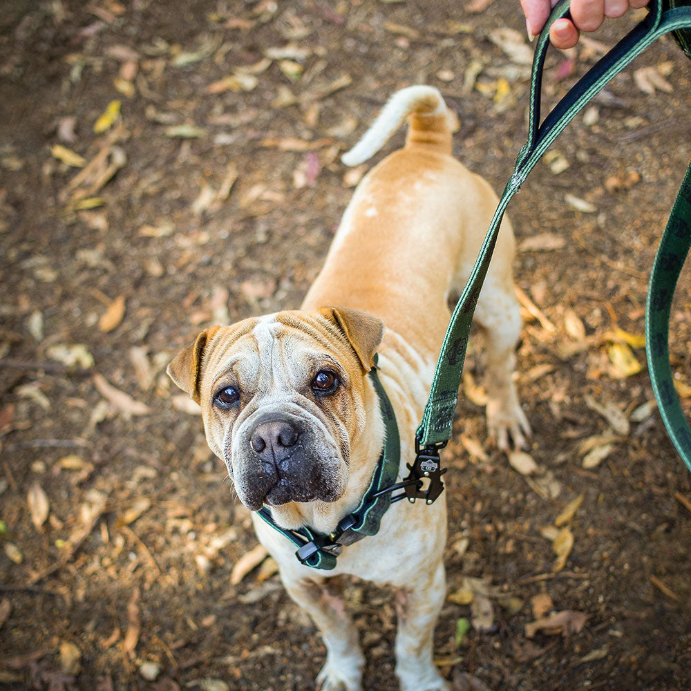 DuraDog Walking Leash !! Pickup Only, no delivery !!