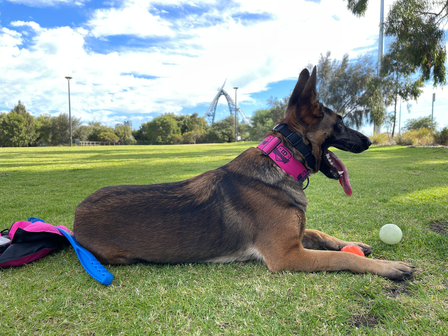 DuraDog Hot Pink Cobra Clip Sporting Collar  !! Pickup Only, no delivery !!