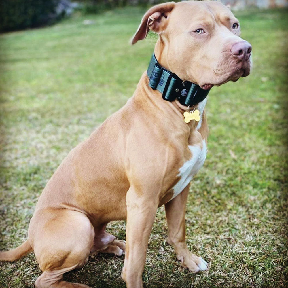 DuraDog Military Green Cobra Clip Sporting Collar  !! Pickup Only, no delivery !!